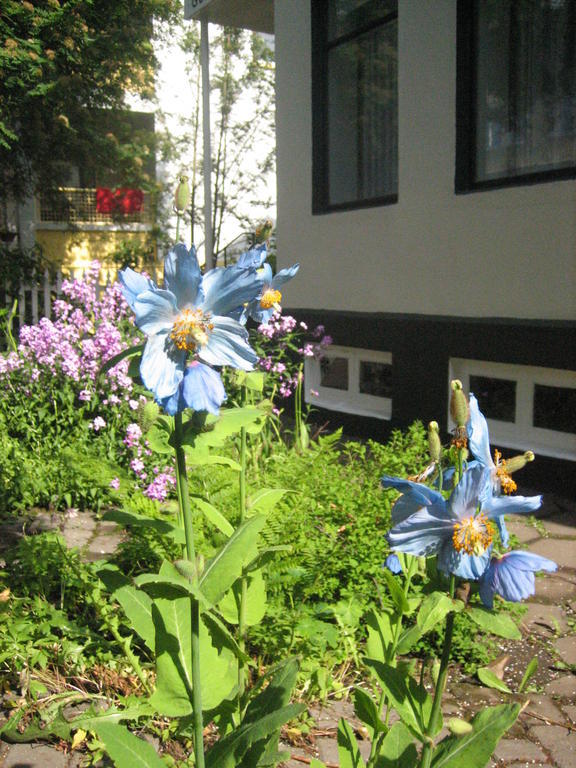 Guesthouse Solgardar Akureyri Buitenkant foto